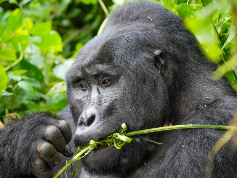 Uganda – Uganda – susret sa planinskim gorilama