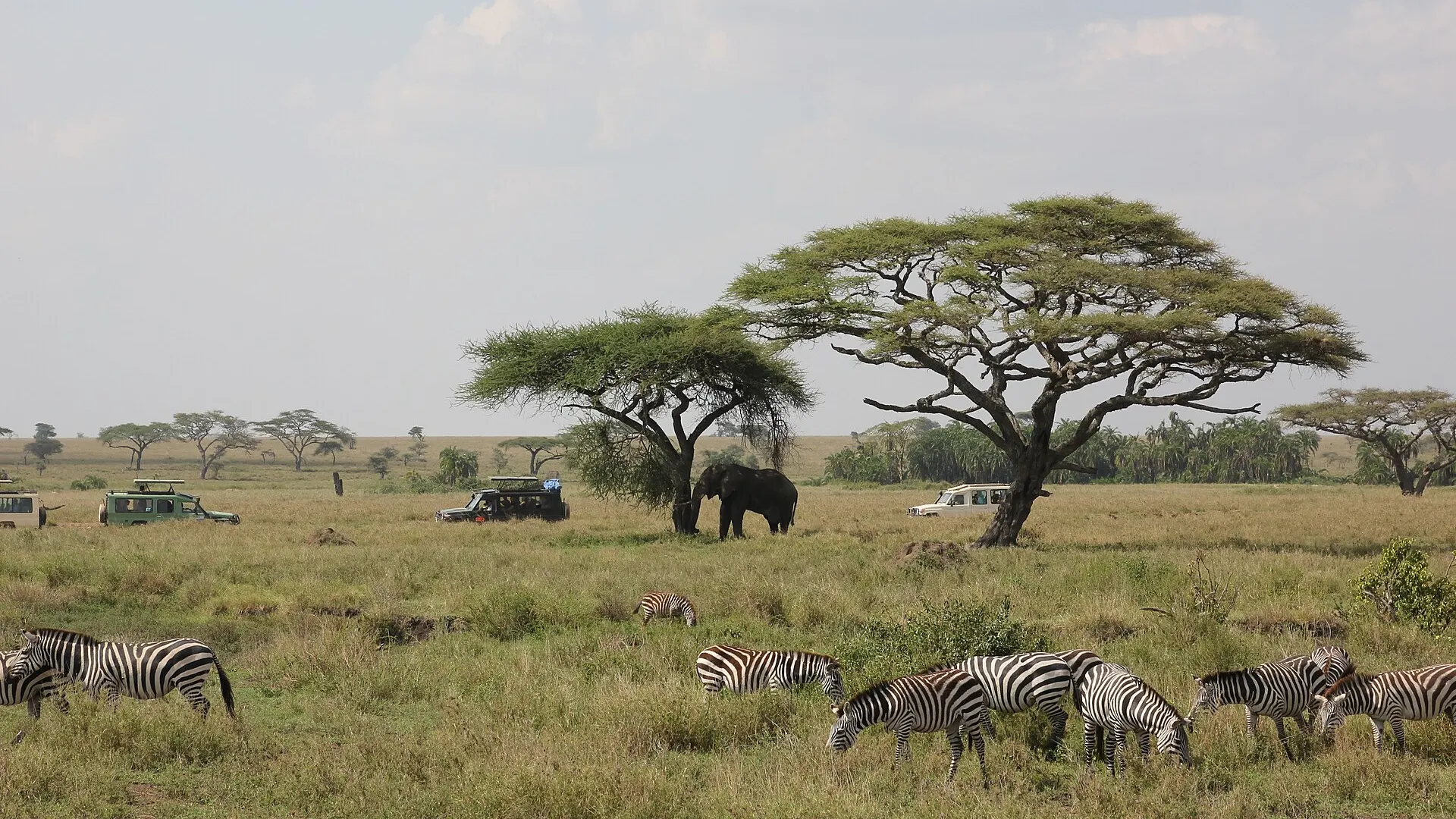 Serengeti National Park, Tanzanija