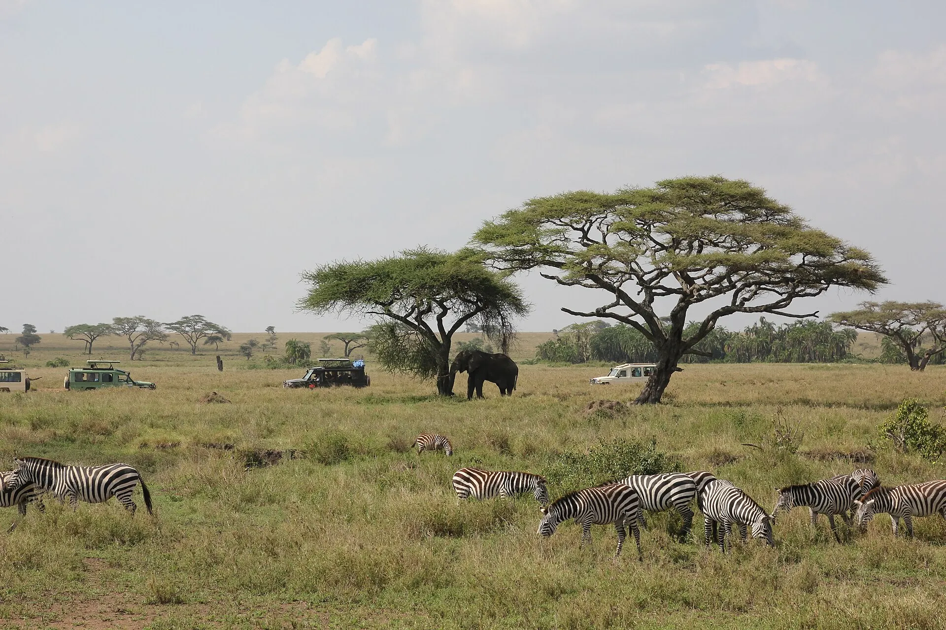 Serengeti National Park, Tanzanija